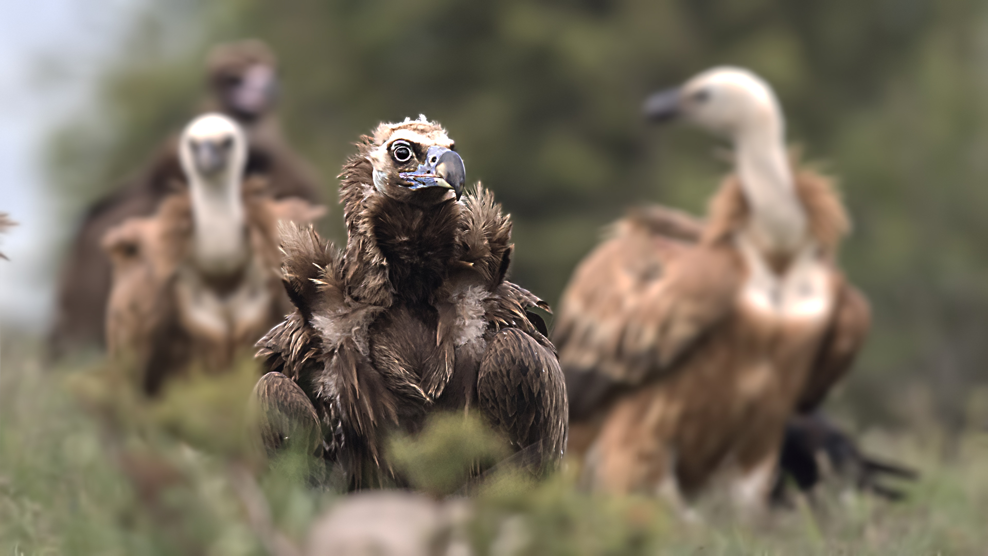 Cinereous Vulture